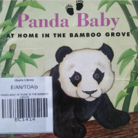 PANDA BABY AT HOME IN THE BAMBOO GROVE